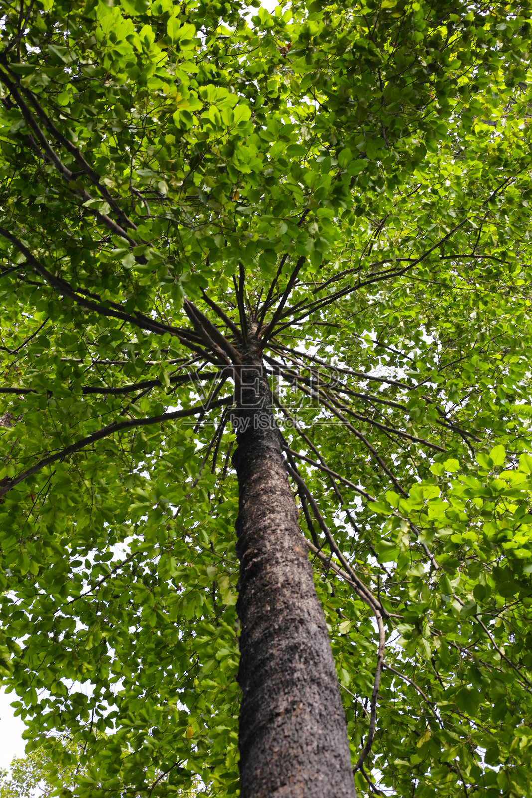从树下仰望,红木树,越南的大树照片摄影图片