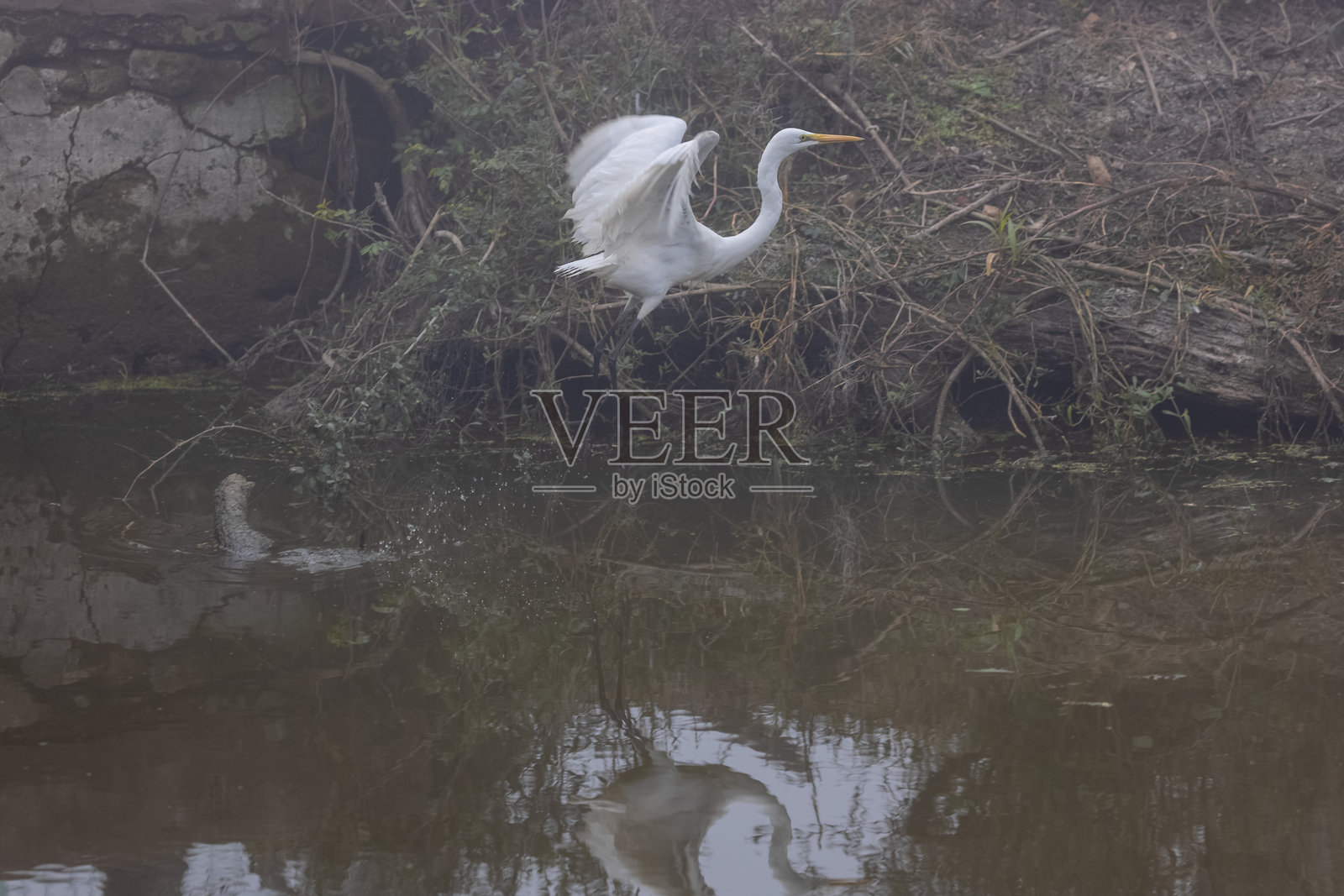 中等白鹭照片摄影图片