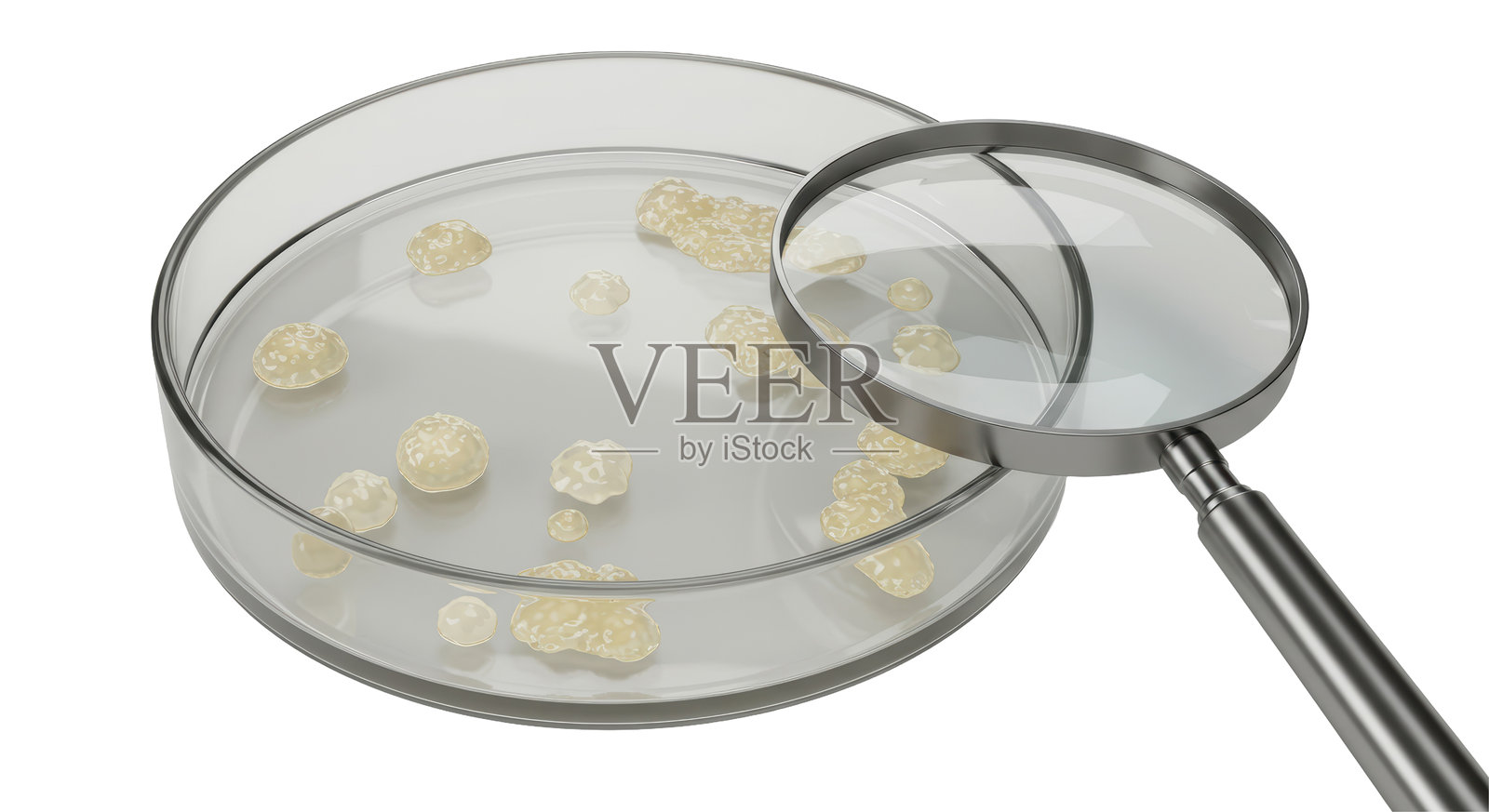 带有细菌的孤立培养皿和放大镜照片摄影图片