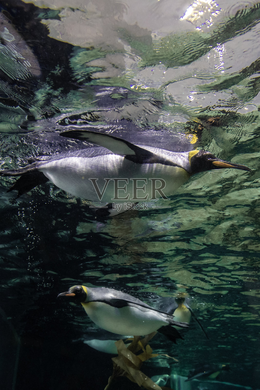 一只壮丽的国王企鹅(Aptenodytes patagonicus)在水下轻松滑行,水面闪烁着光芒,深蓝色的深渊在下方。照片摄影图片