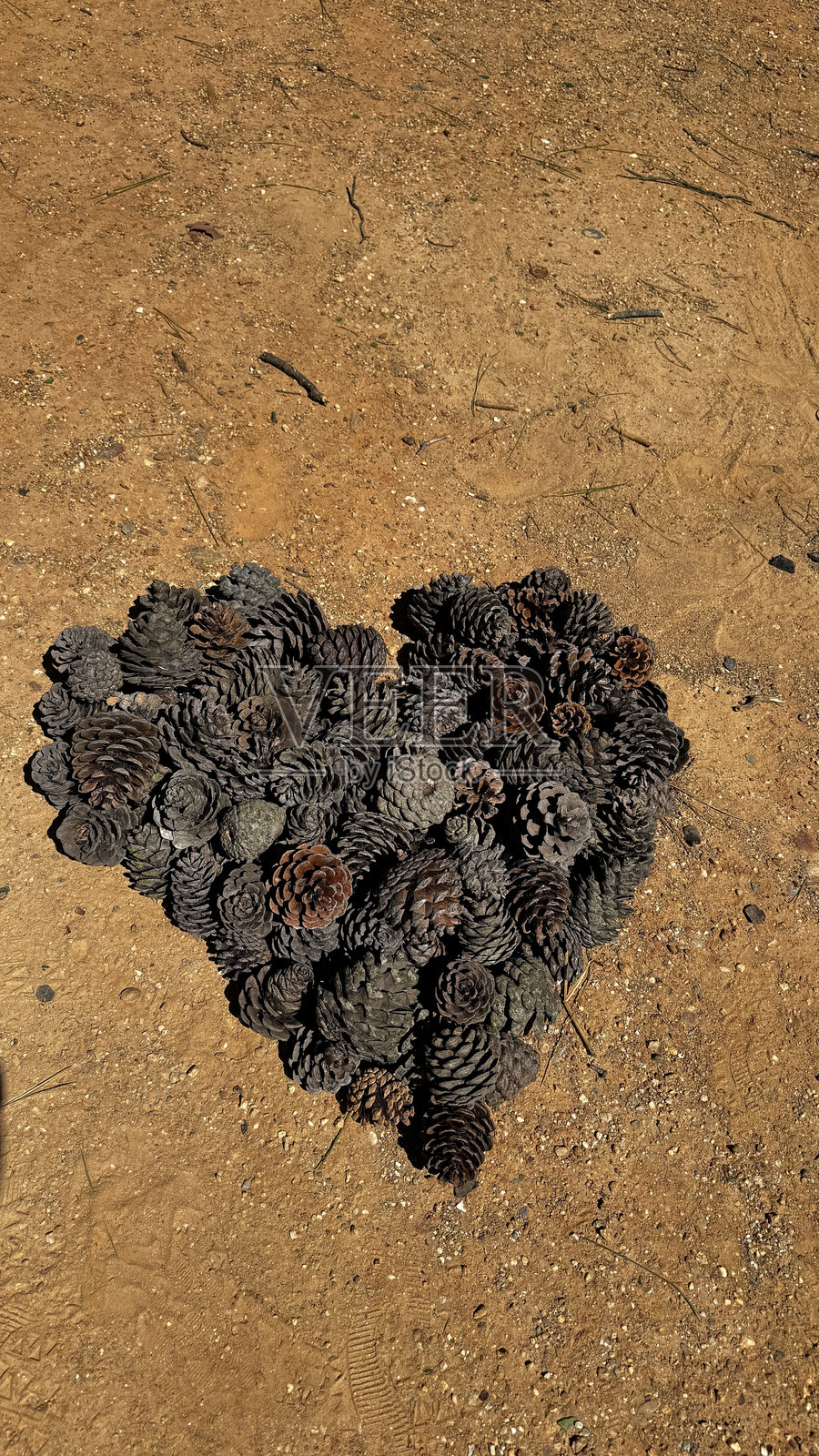 心松果照片摄影图片