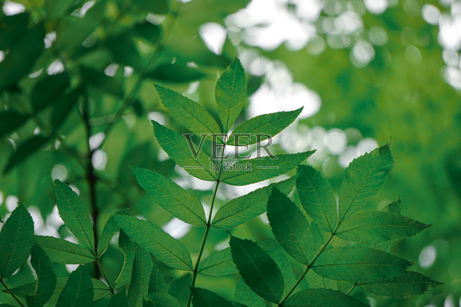 春天自然中的绿色树叶,绿色背景照片摄影图片