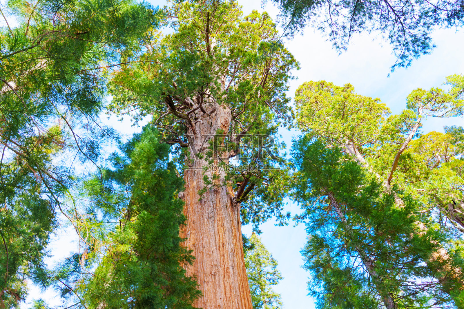 雄伟的红杉树向清澈的蓝天伸展照片摄影图片