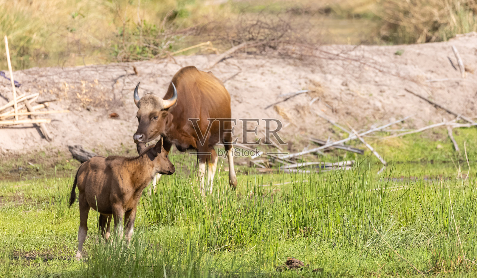 丛林中的印度野牛照片摄影图片