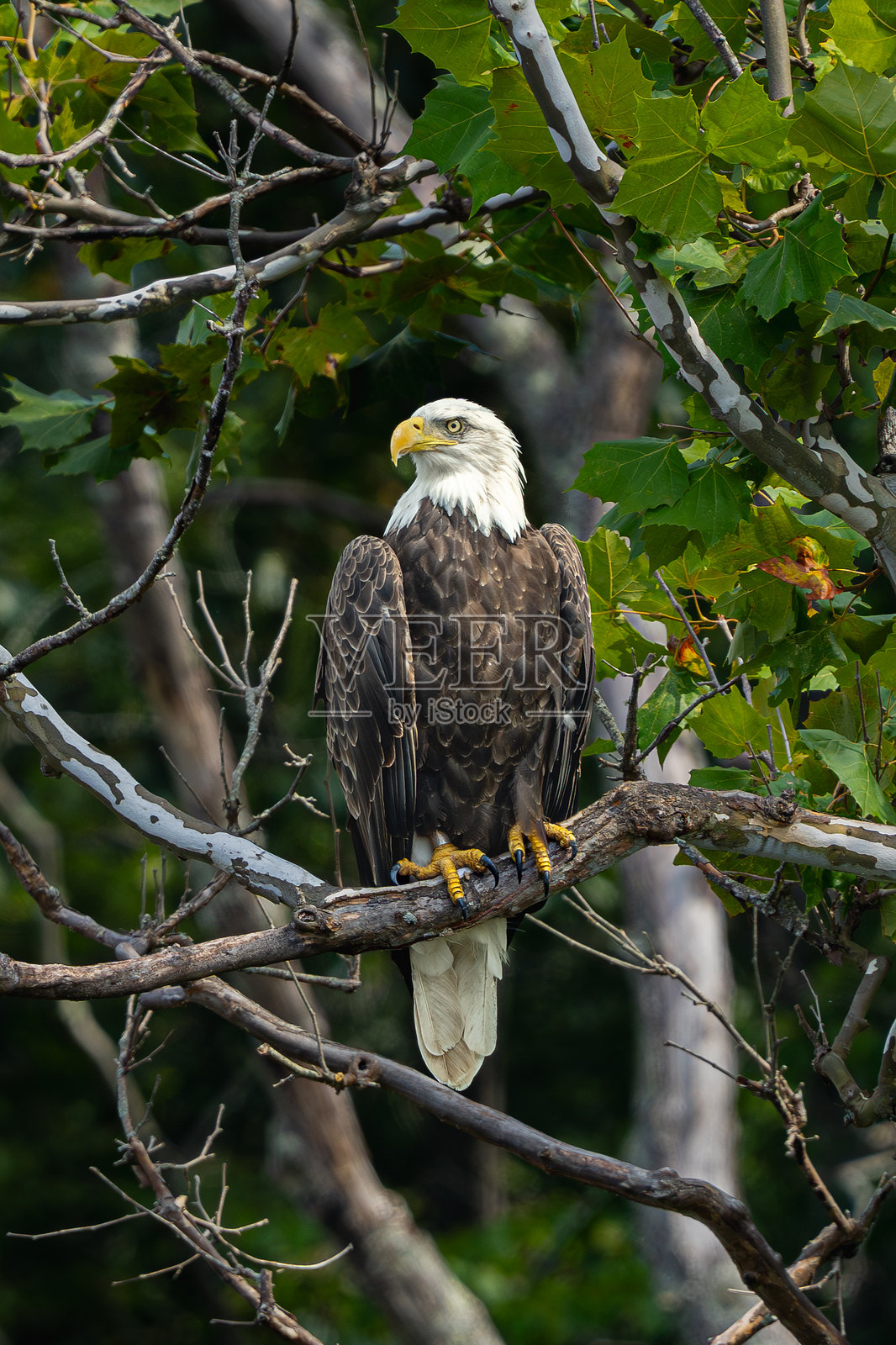 雄伟的白头鹰栖息在森林中照片摄影图片