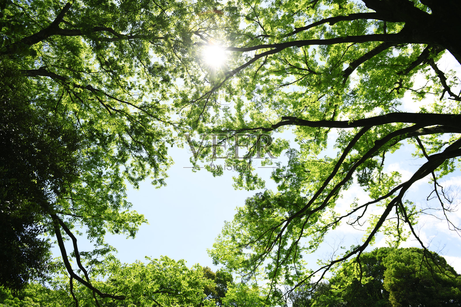 仰望树冠的自然框架照片摄影图片