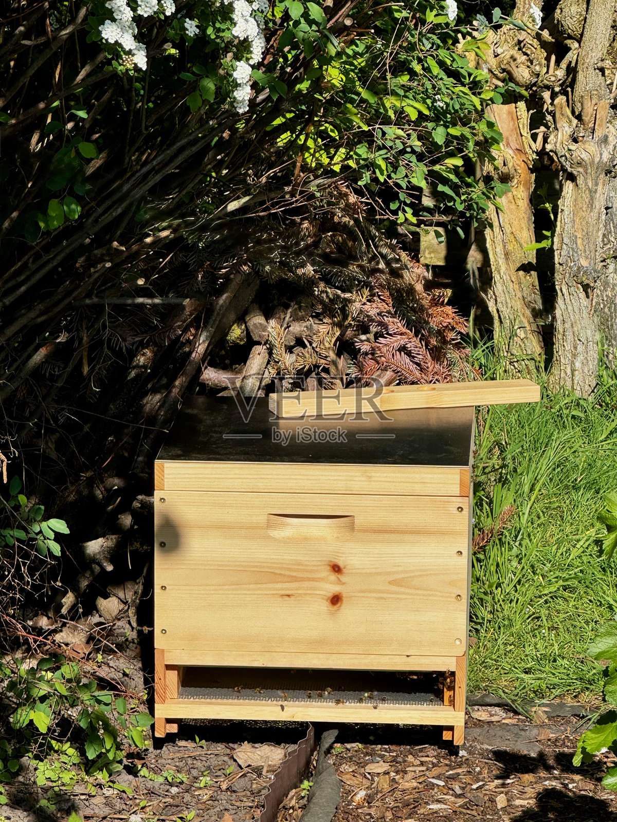 天然木制蜂箱,蜜蜂在入口处。照片摄影图片