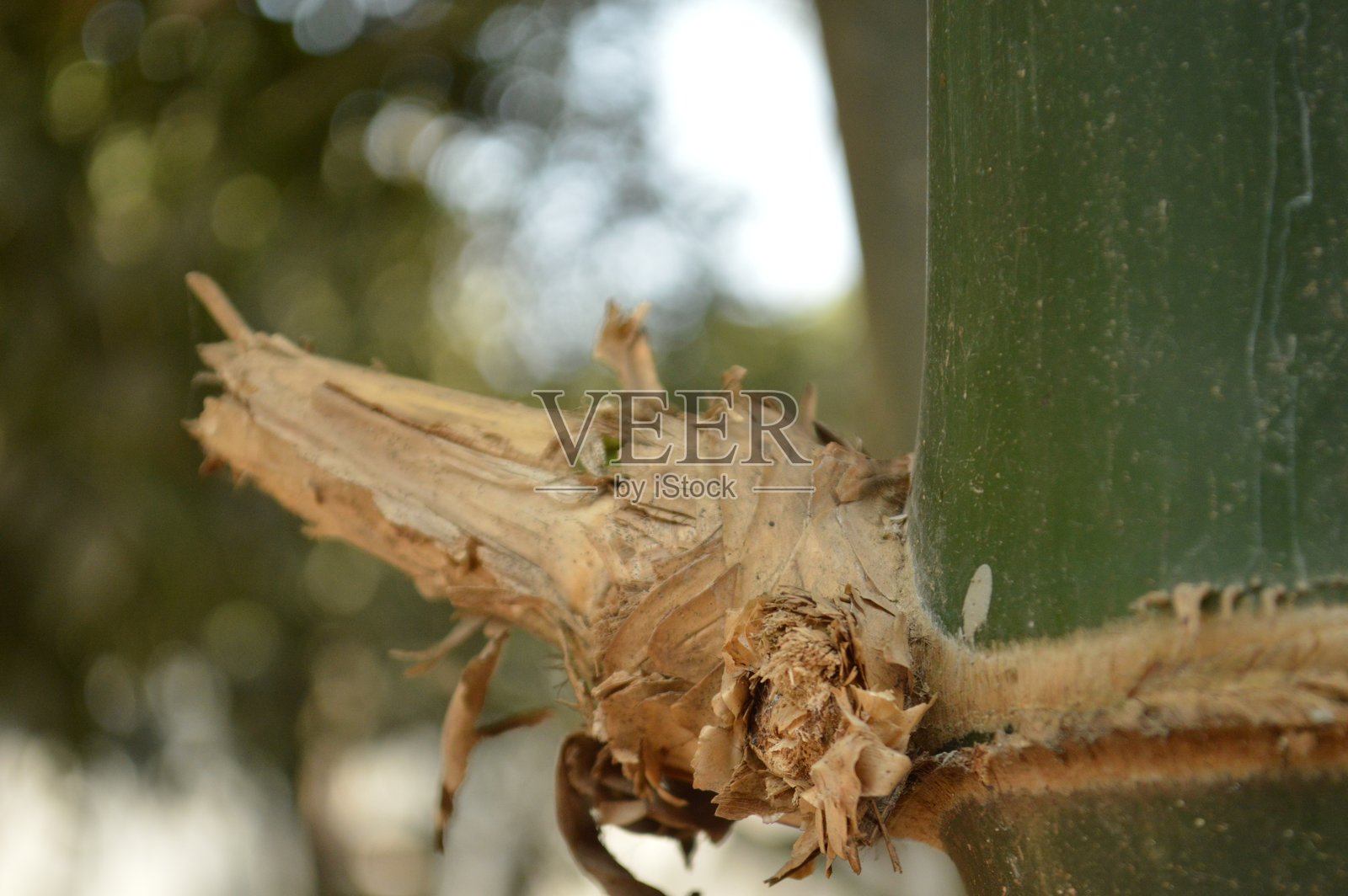 美丽的绿色竹林中的竹枝,展现出自然的美丽照片摄影图片