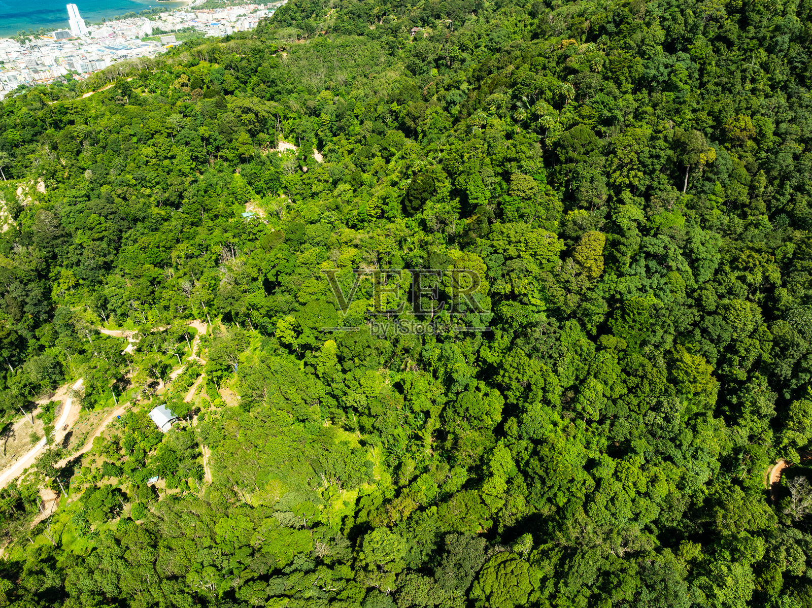 俯视绿色森林树木背景,美丽的绿色自然背景照片摄影图片