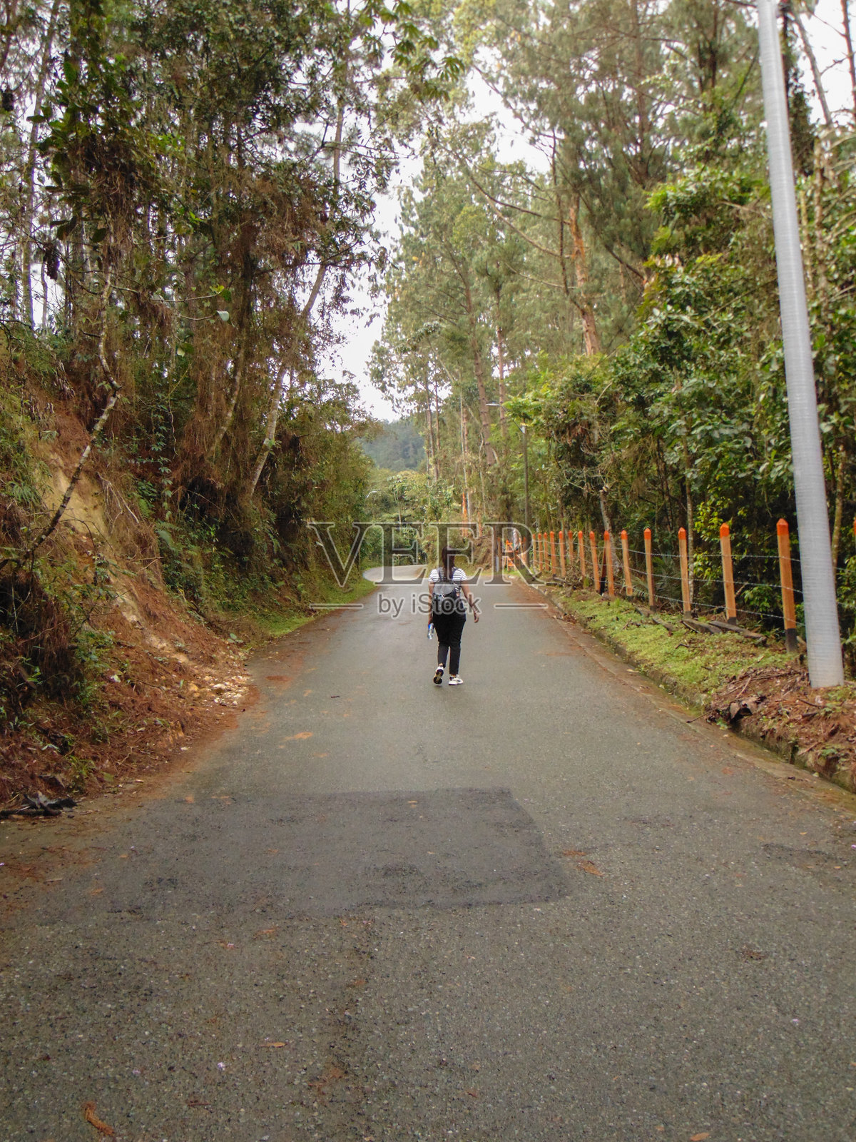 在树林中散步照片摄影图片