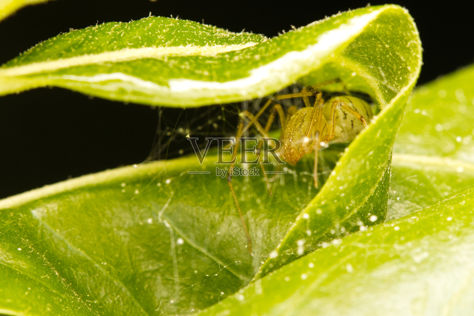 蜘蛛:自然界的害虫控制专家照片摄影图片