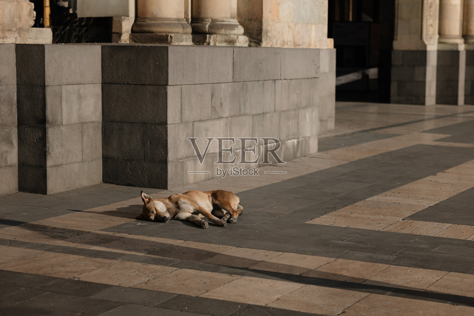 困倦的狗照片摄影图片