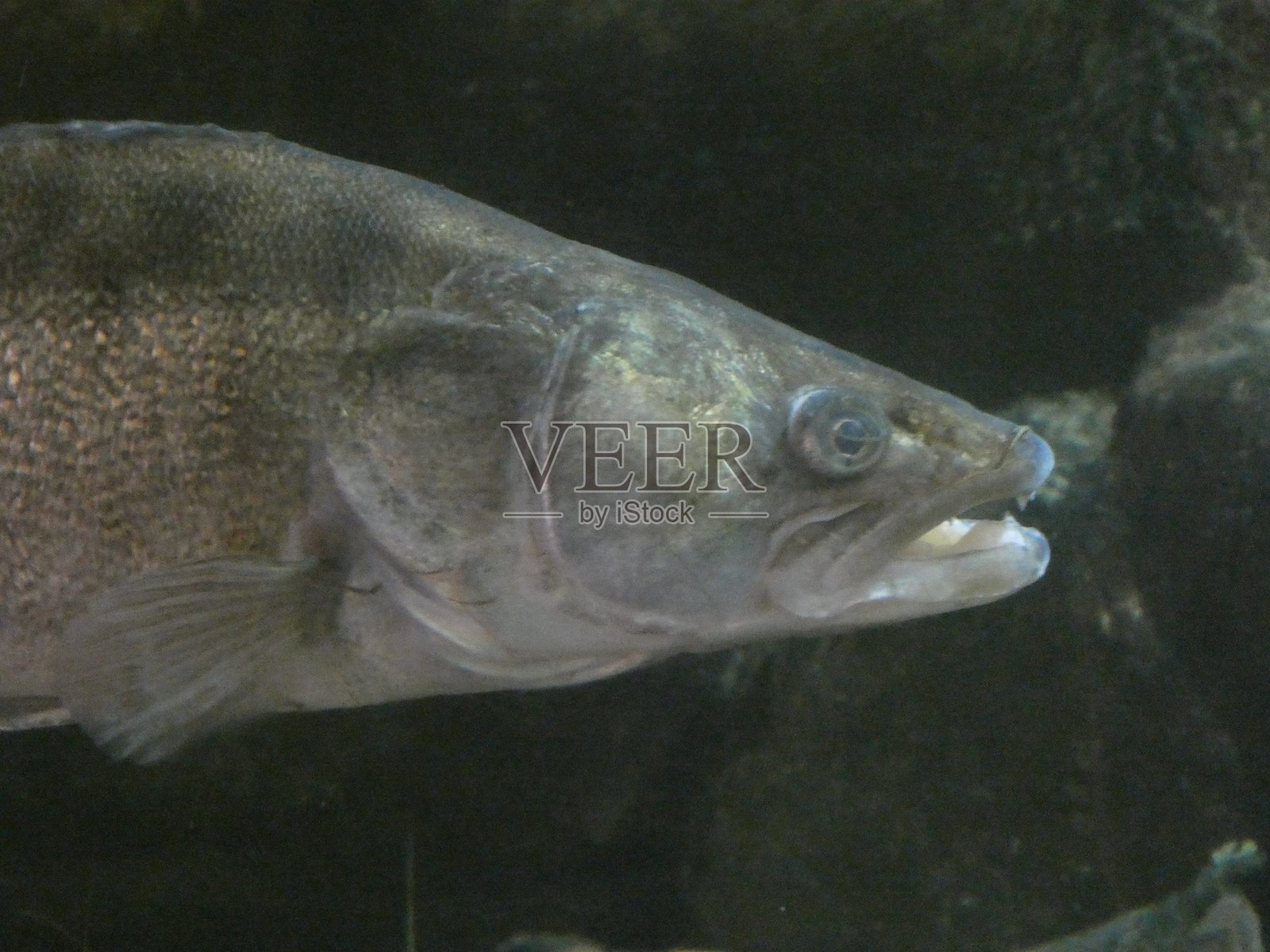 在动物园或野外照片摄影图片