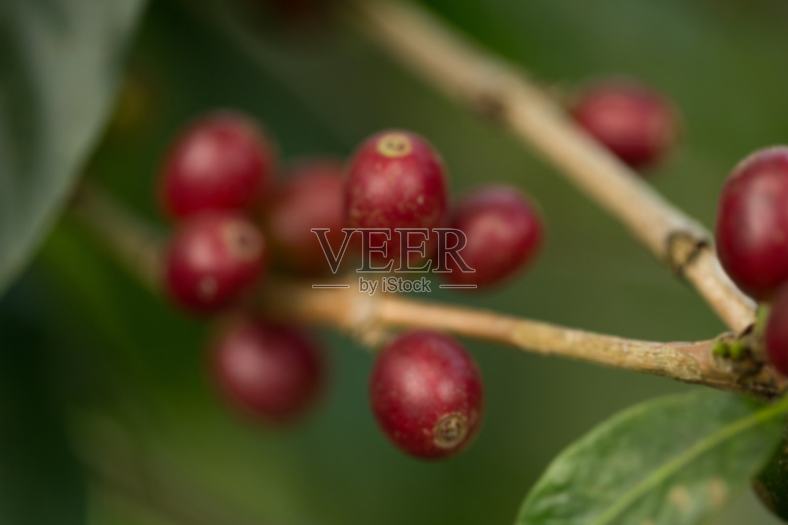 模糊背景的咖啡种子生态有机花园,农民手工采摘成熟的罗布斯塔和阿拉比卡咖啡果,特写新鲜绿色叶子,采摘橙色、红色和黄色浆果,生长中的植物树木农场。照片摄影图片