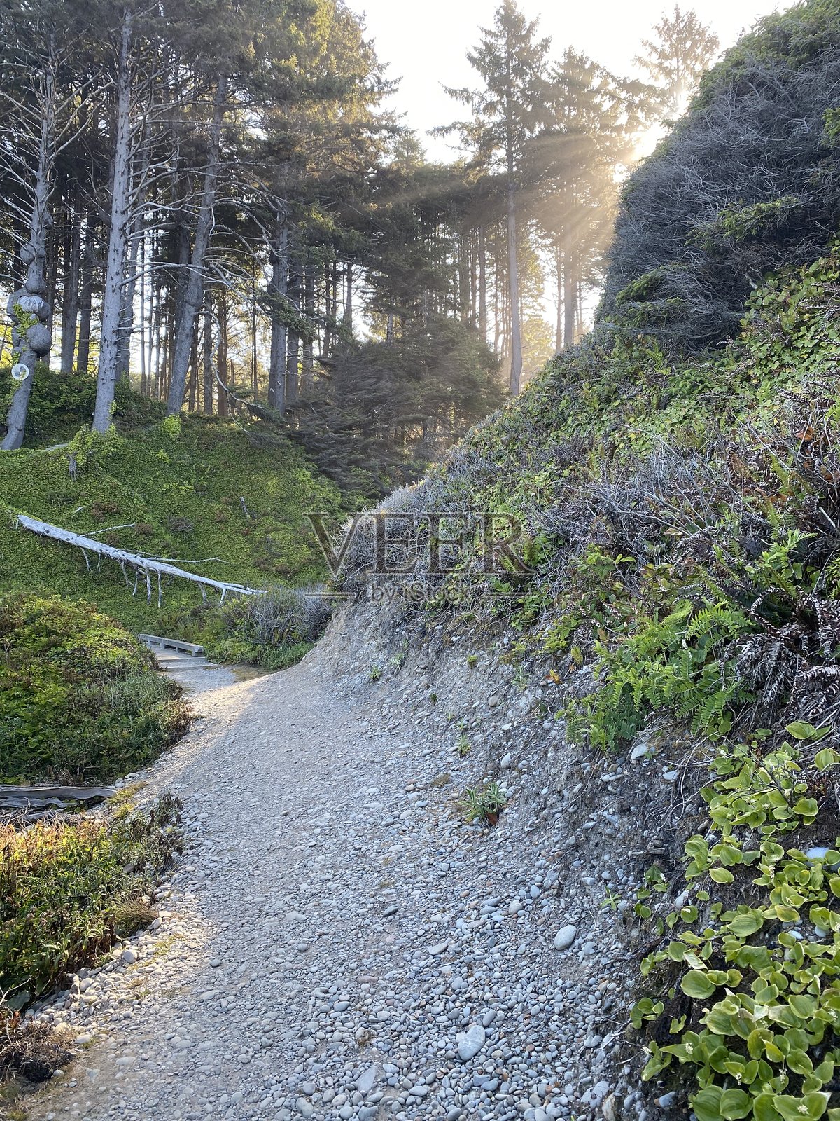奥林匹克国家公园照片摄影图片