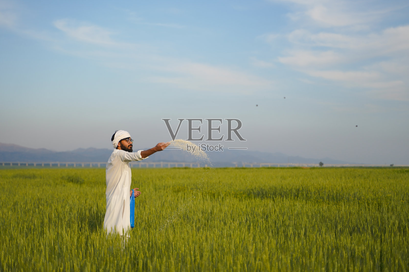 一位身穿传统白色服装的巴基斯坦印度农民在郁郁葱葱的小麦田里手工撒肥料,以确保作物健康生长。照片摄影图片