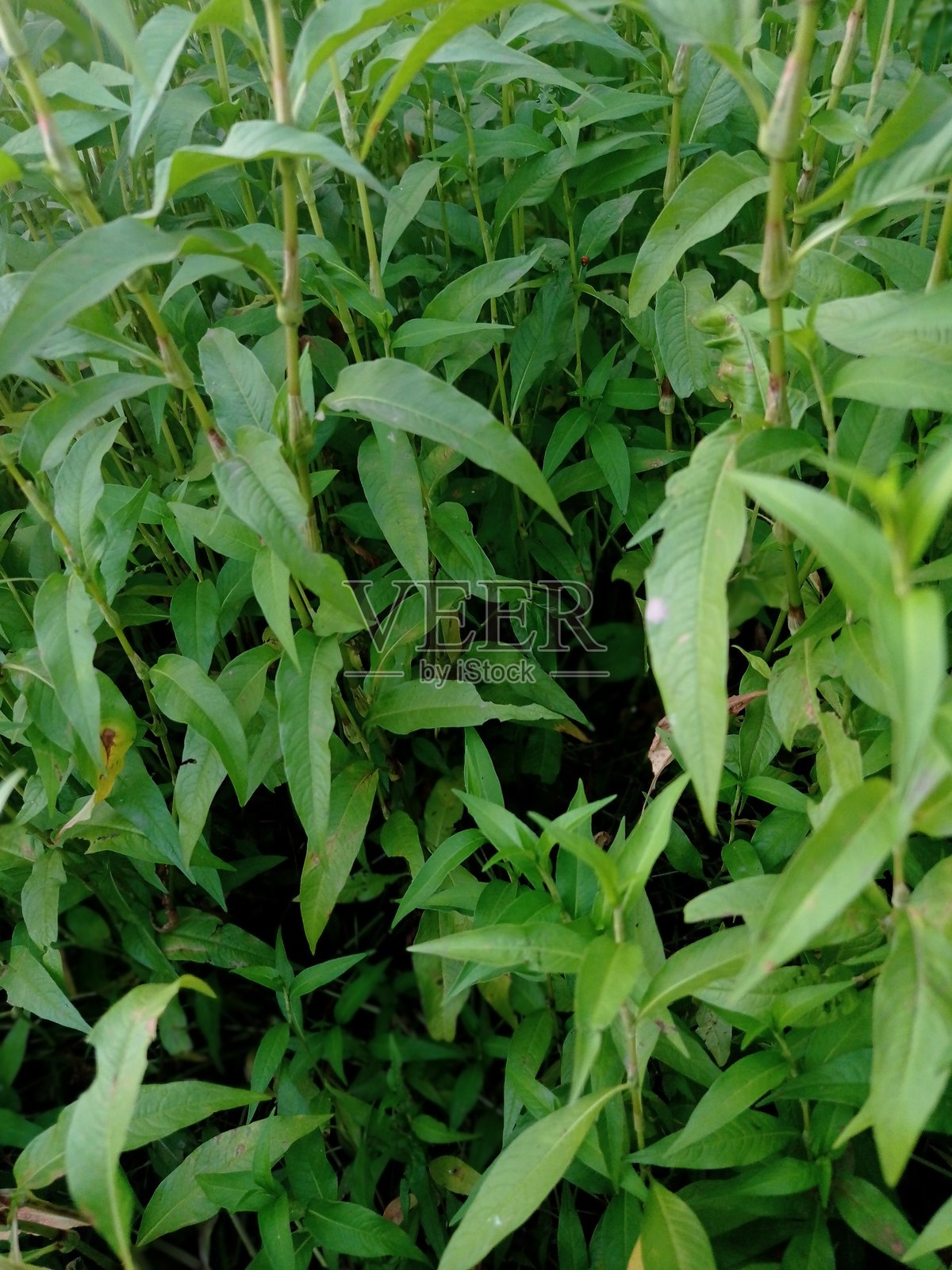 一组绿色的叶子照片摄影图片