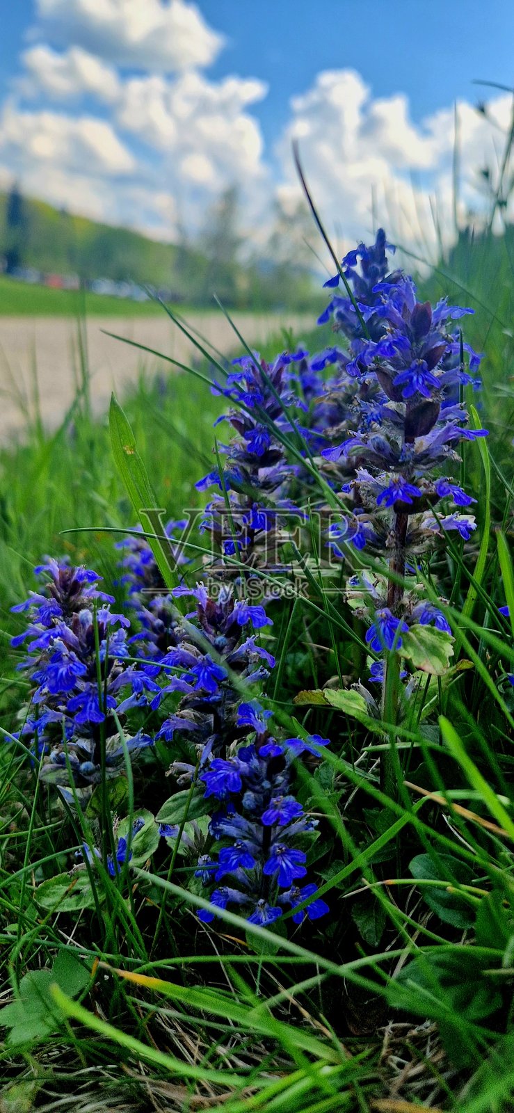 蓝色高达花朵照片摄影图片