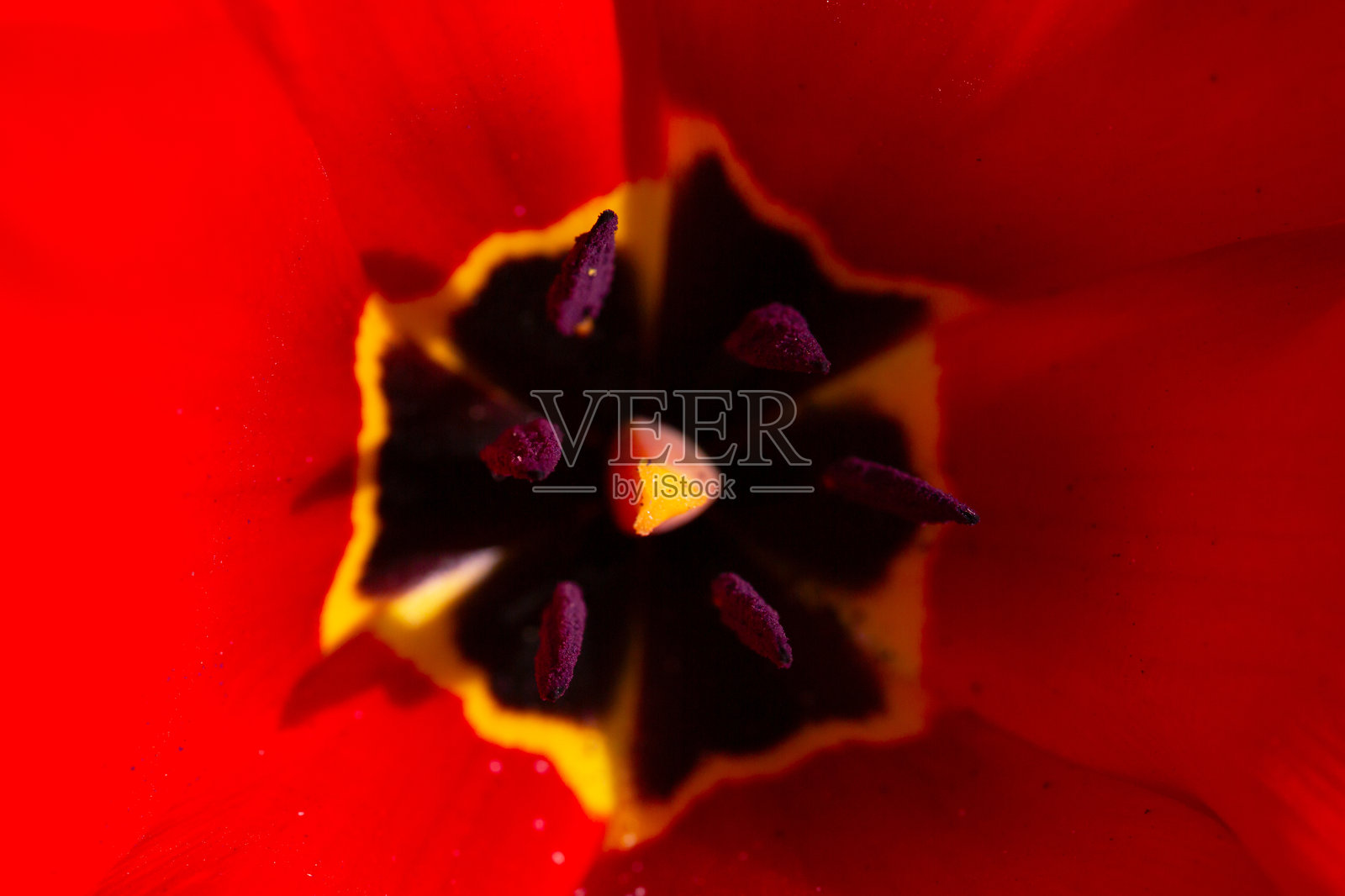 红色和黄色的郁金香花,特写,雄蕊和雌蕊照片摄影图片