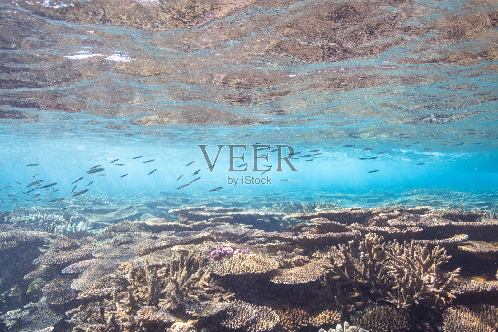 美丽的珊瑚礁水下景观照片摄影图片