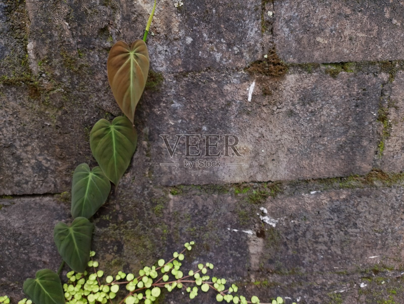 斑叶龟背竹的叶子攀爬在粗糙的混凝土表面上照片摄影图片