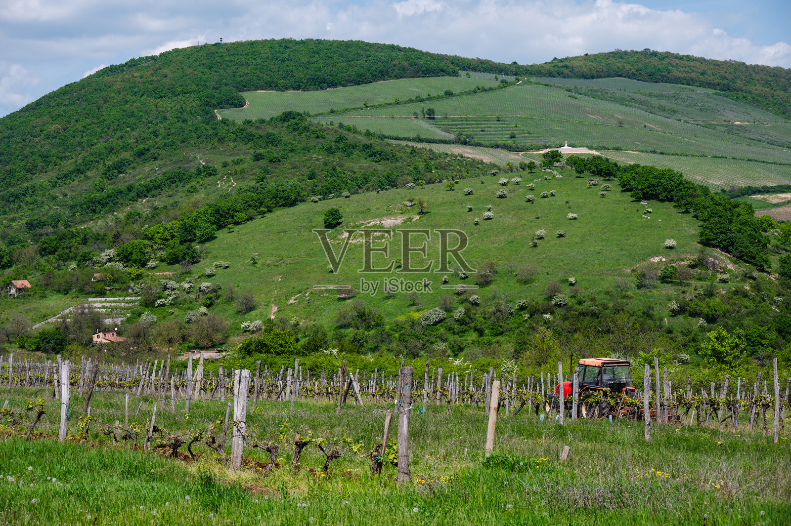 在绿色山坡上的葡萄园里工作的拖拉机照片摄影图片