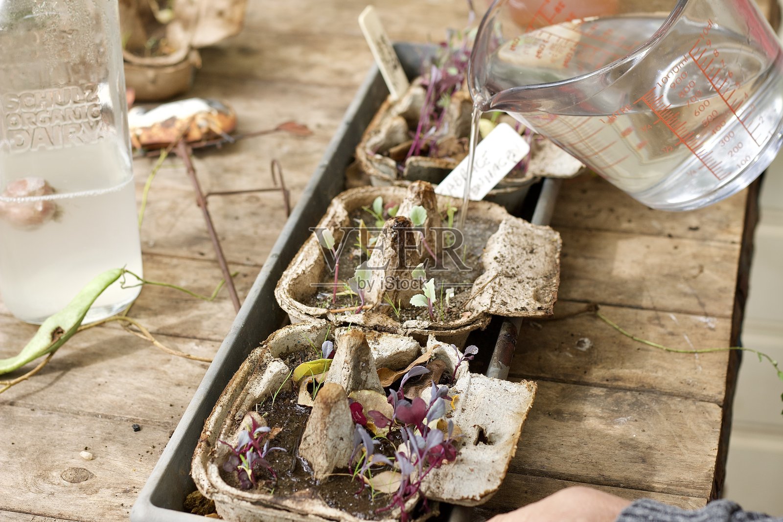 在蛋 carton 中浇水的幼苗照片摄影图片