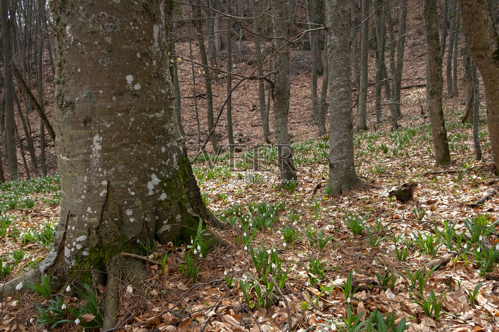 森林中的雪花莲春天。照片摄影图片