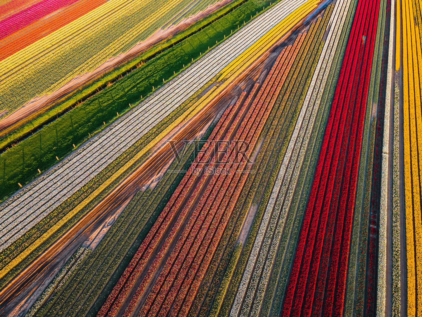 郁金香田的鸟瞰图照片摄影图片
