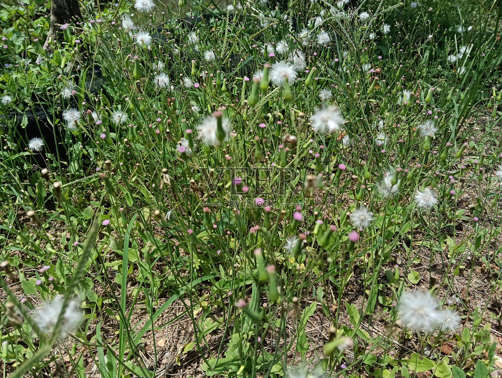 花园里的蓬松白色蒲公英和绿色草坪。蒲公英(Taraxacum officinale),通常简称为“蒲公英”,是一种开花的草本多年生植物。照片摄影图片