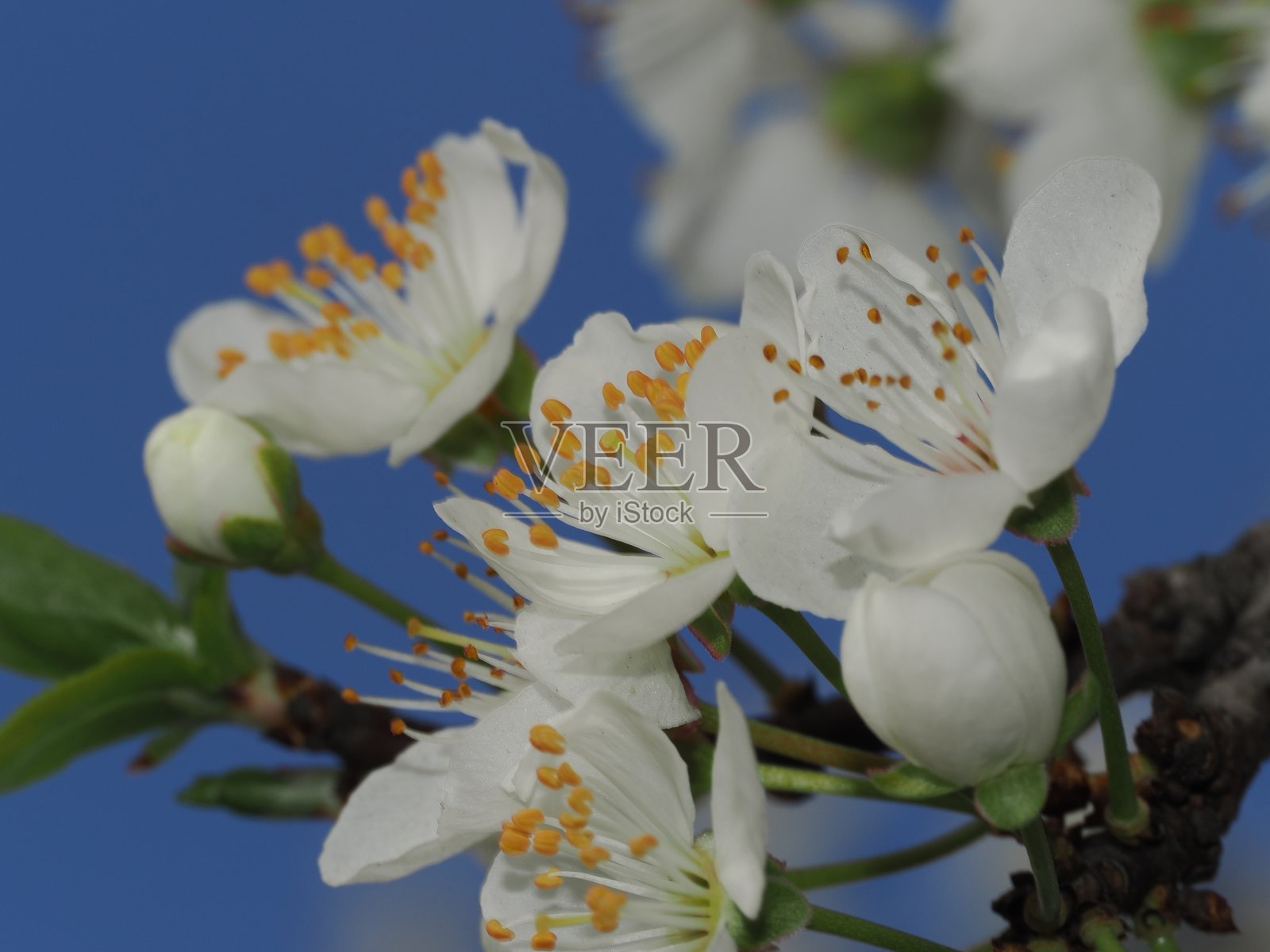 春季花卉特写照片摄影图片