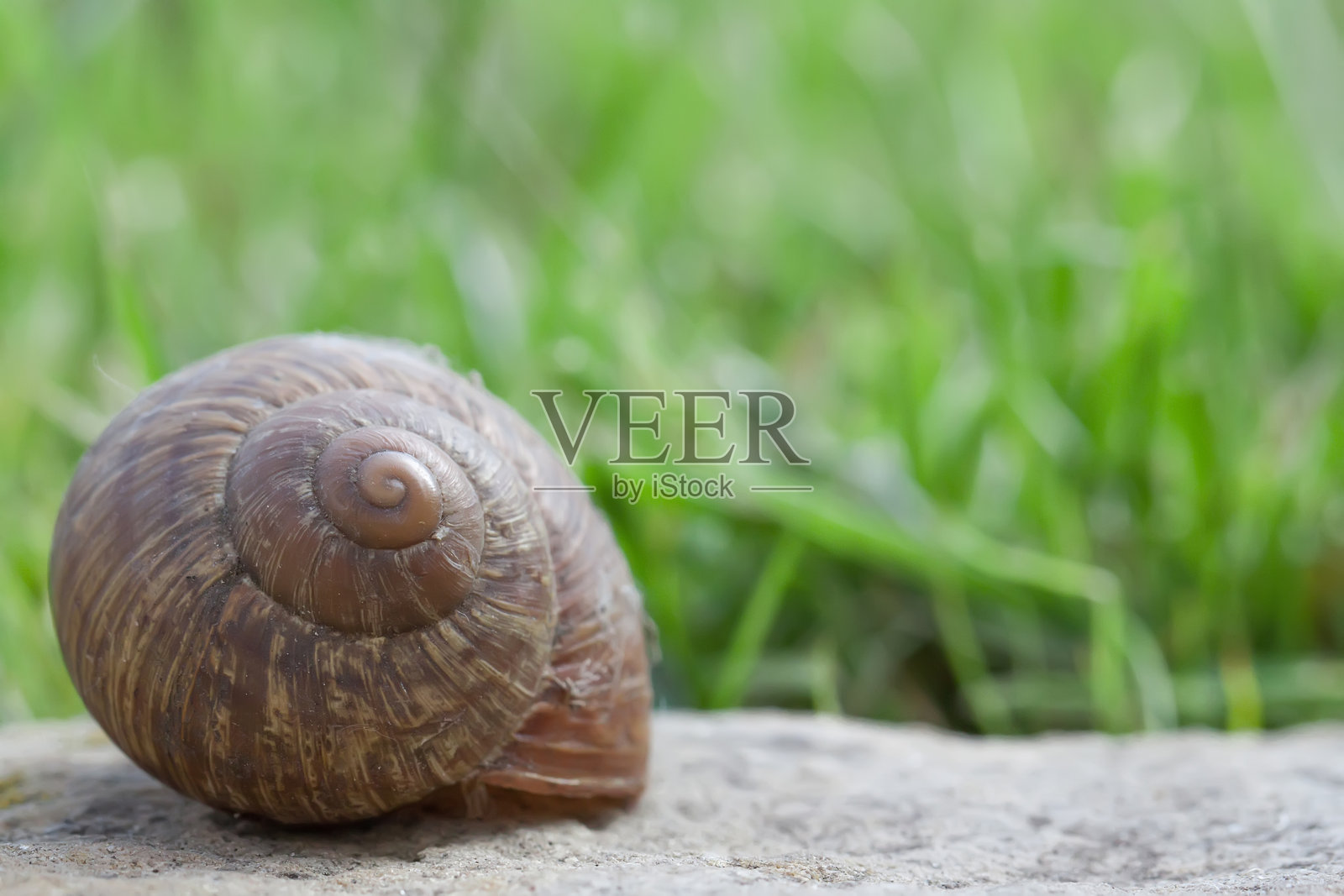 蜗牛在石头上的特写照片摄影图片
