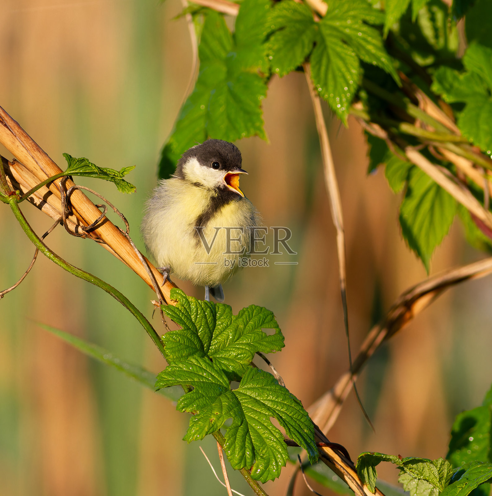 大山雀,学名:Parus major。一只鸟栖息在树枝上,鸣叫着。照片摄影图片