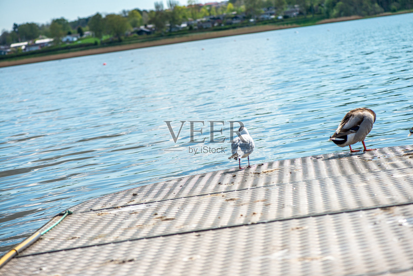 湖边绿头鸭的特写细节照片摄影图片