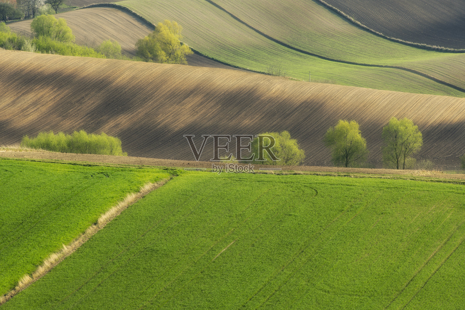 美丽的春季乡村风景,绿意盎然的田野照片摄影图片