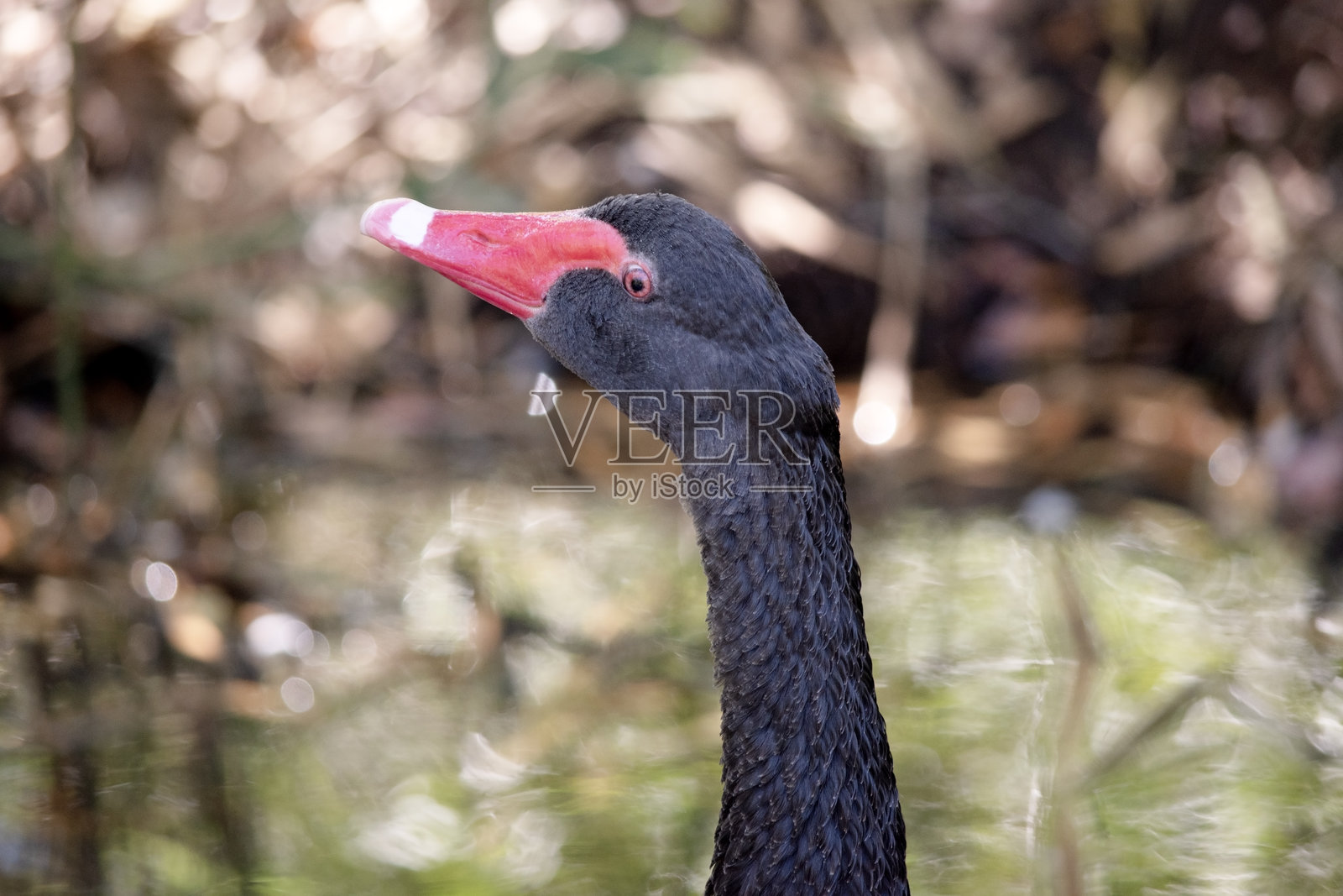 这是黑天鹅的特写。照片摄影图片
