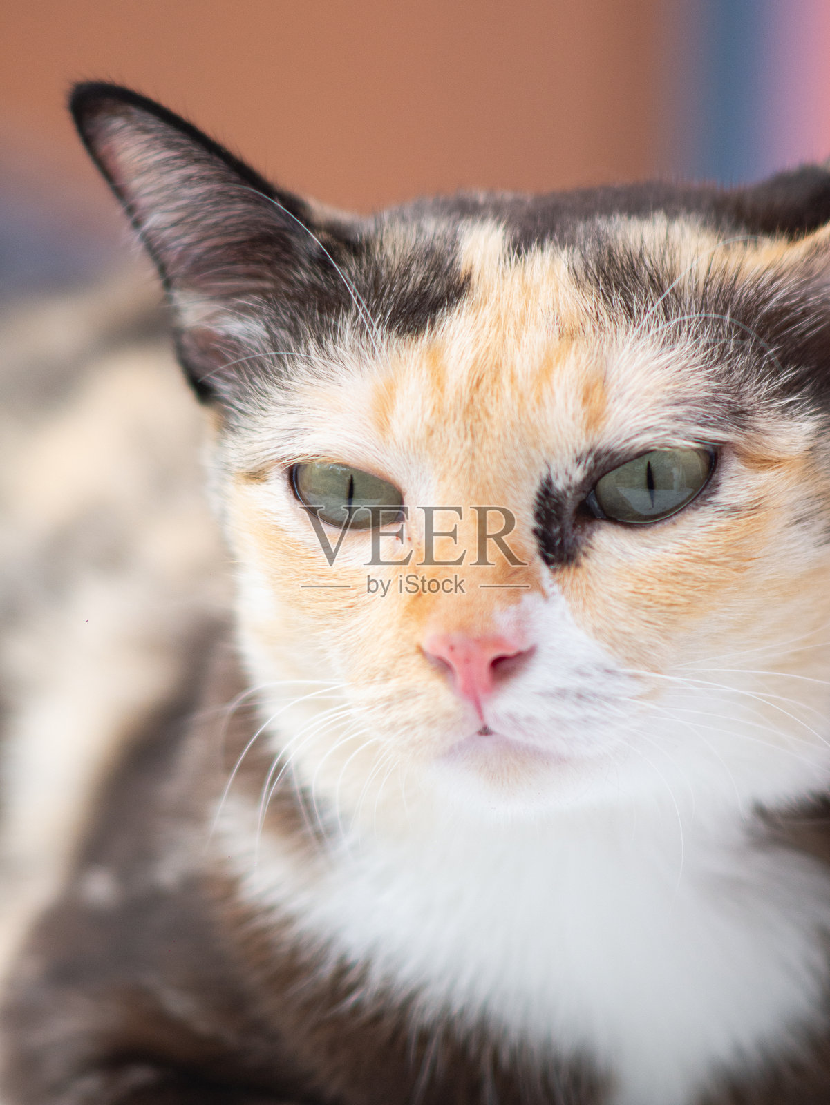 特写肖像的三花猫,绿眼睛。照片摄影图片