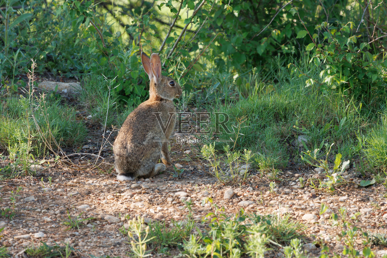 兔子坐在等待姿势,准备在必要时逃跑。照片摄影图片