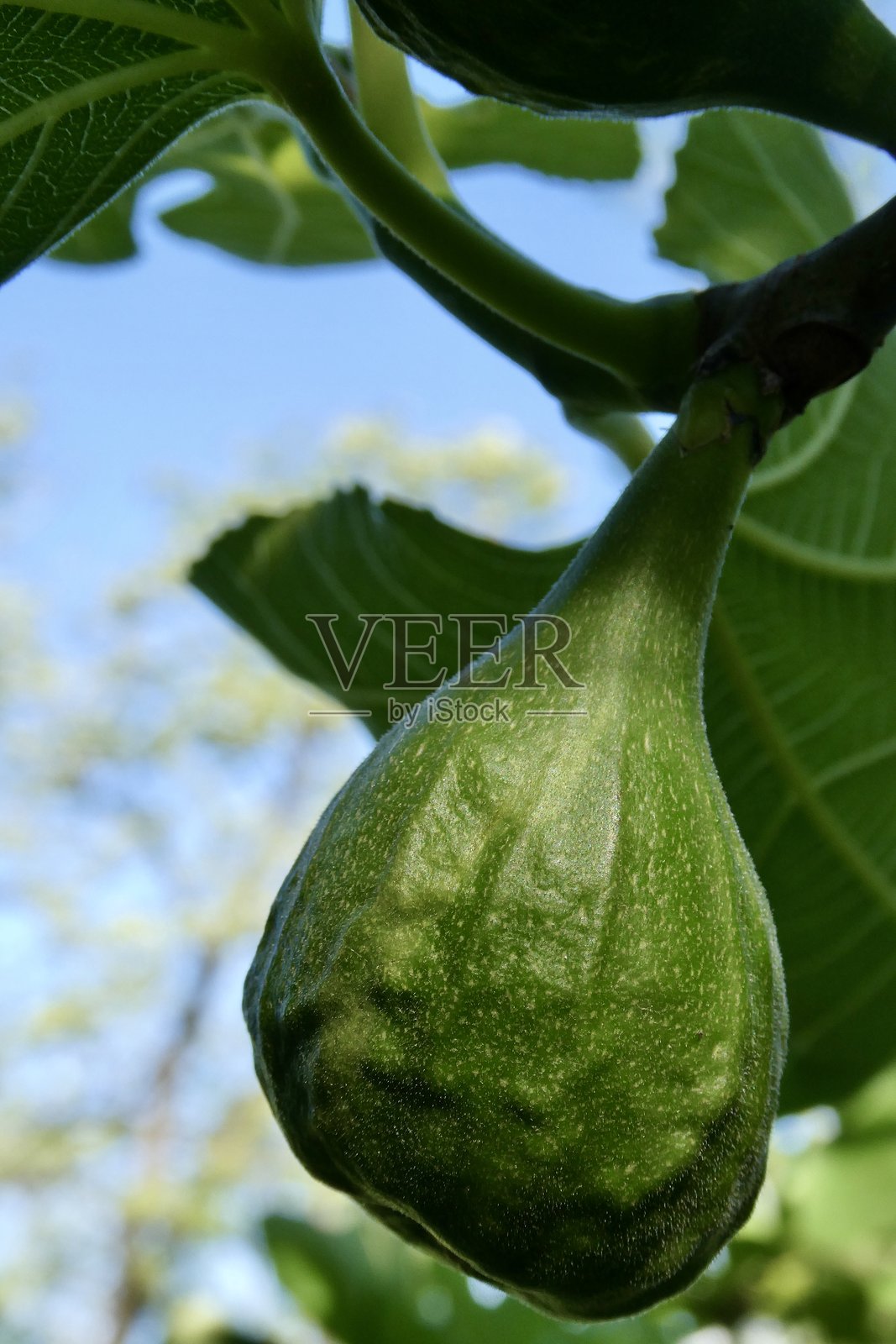 有机无花果树上的果实照片摄影图片