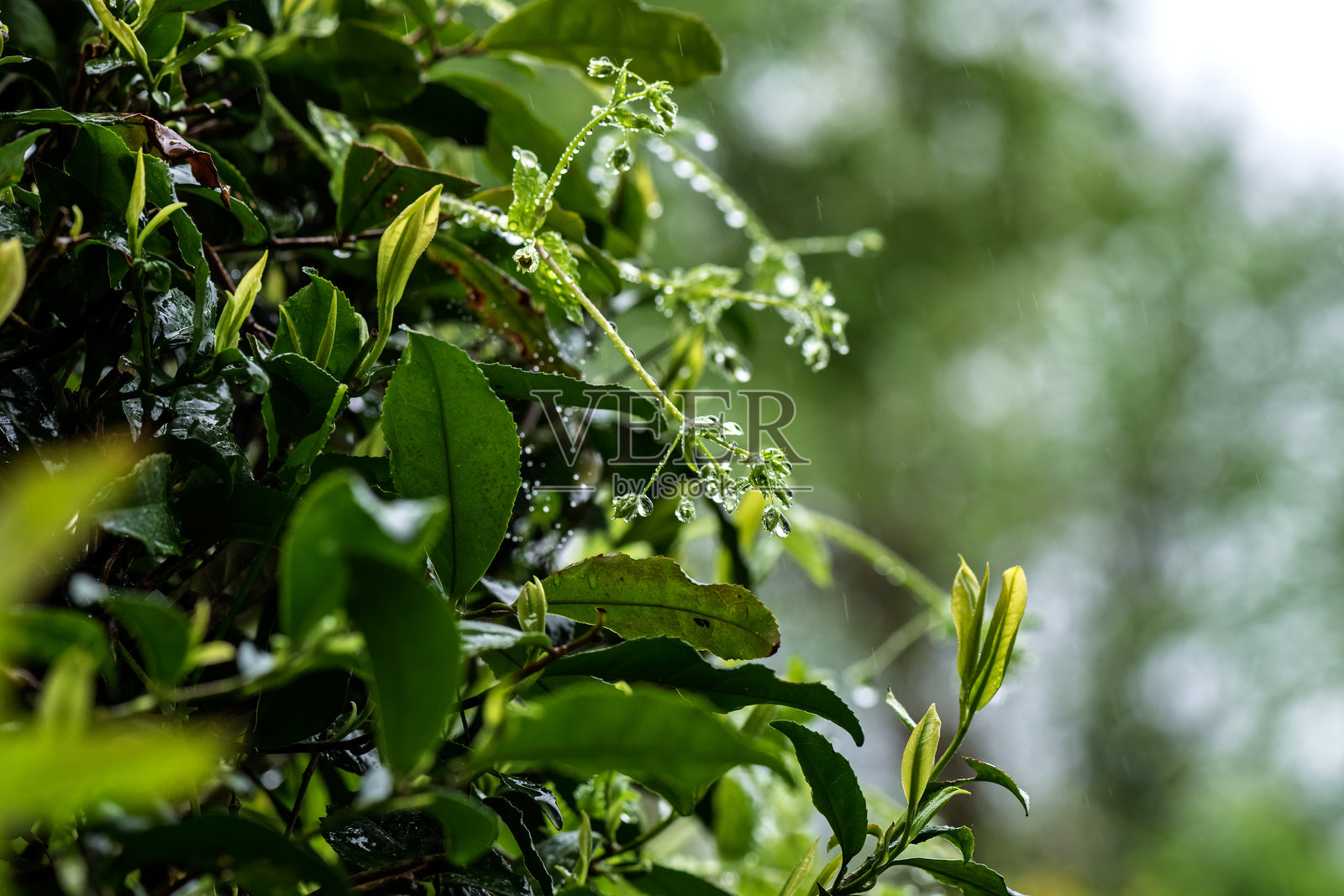 雨滴在植物上形成了美丽的图案照片摄影图片