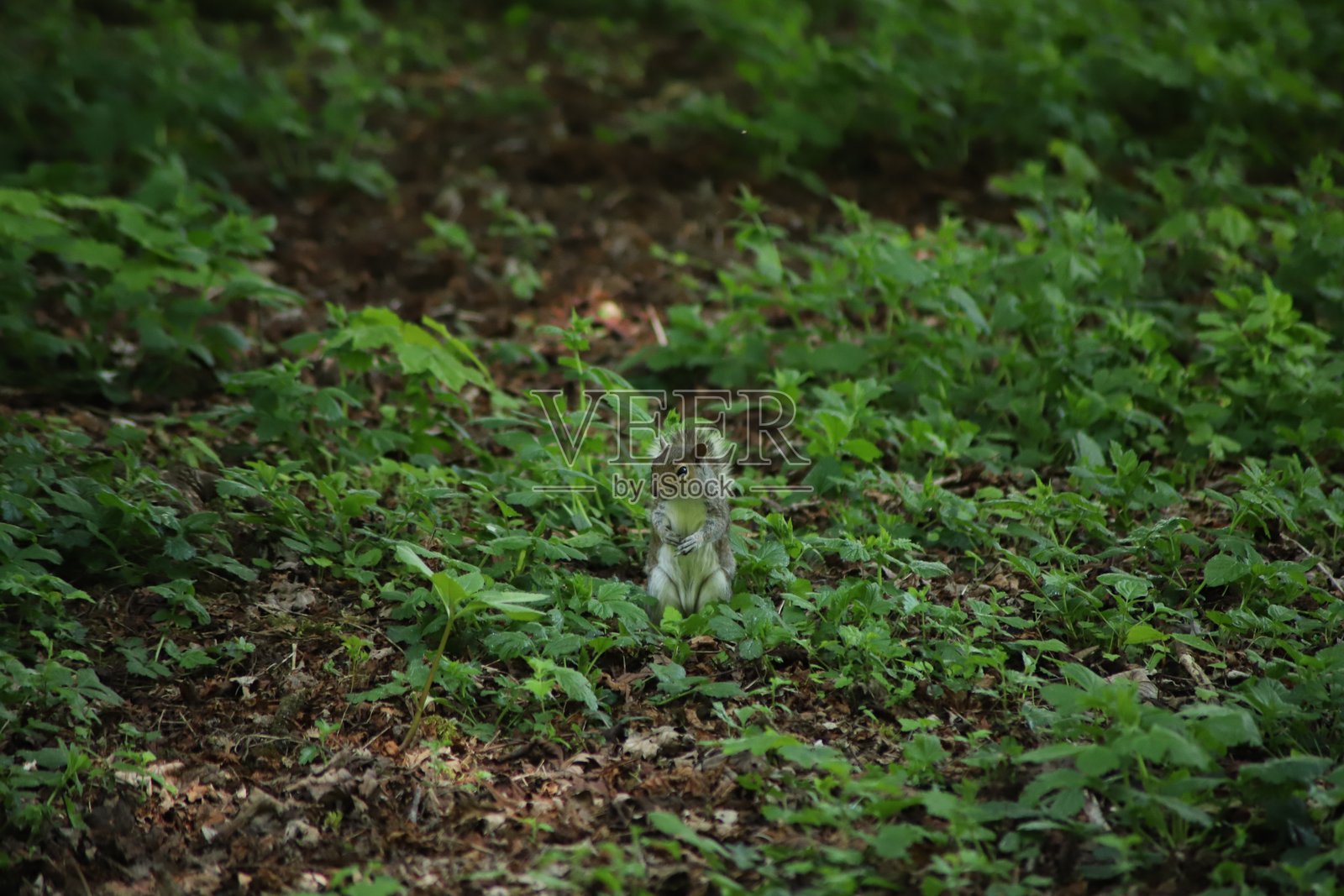 松鼠照片摄影图片