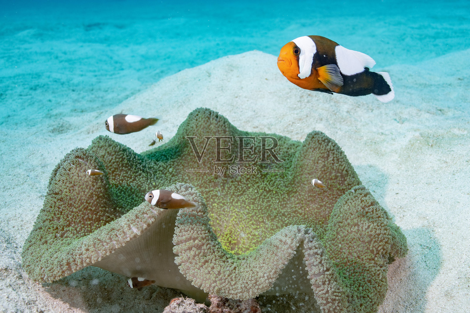 美丽的野生鱼类(克拉克小丑鱼)在蓝色海洋中游泳照片摄影图片