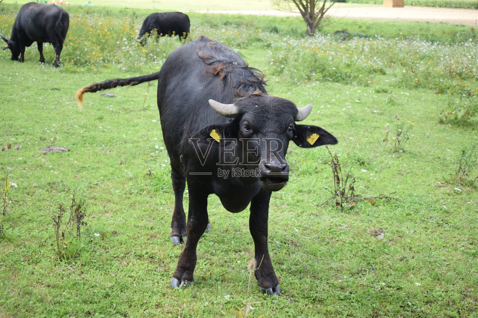 年轻的水牛照片摄影图片