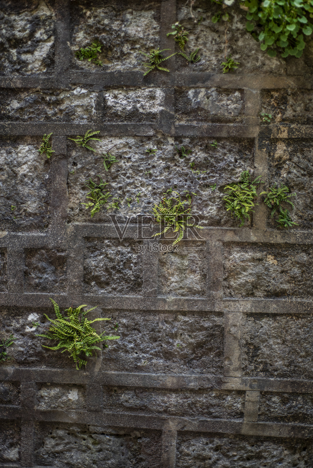 长满绿色植物的风化石墙背景。照片摄影图片