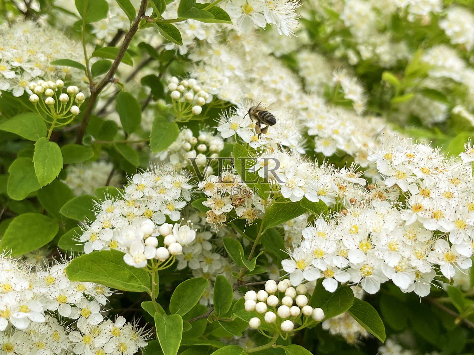 白色海绣球花的特写视图,花卉背景照片摄影图片