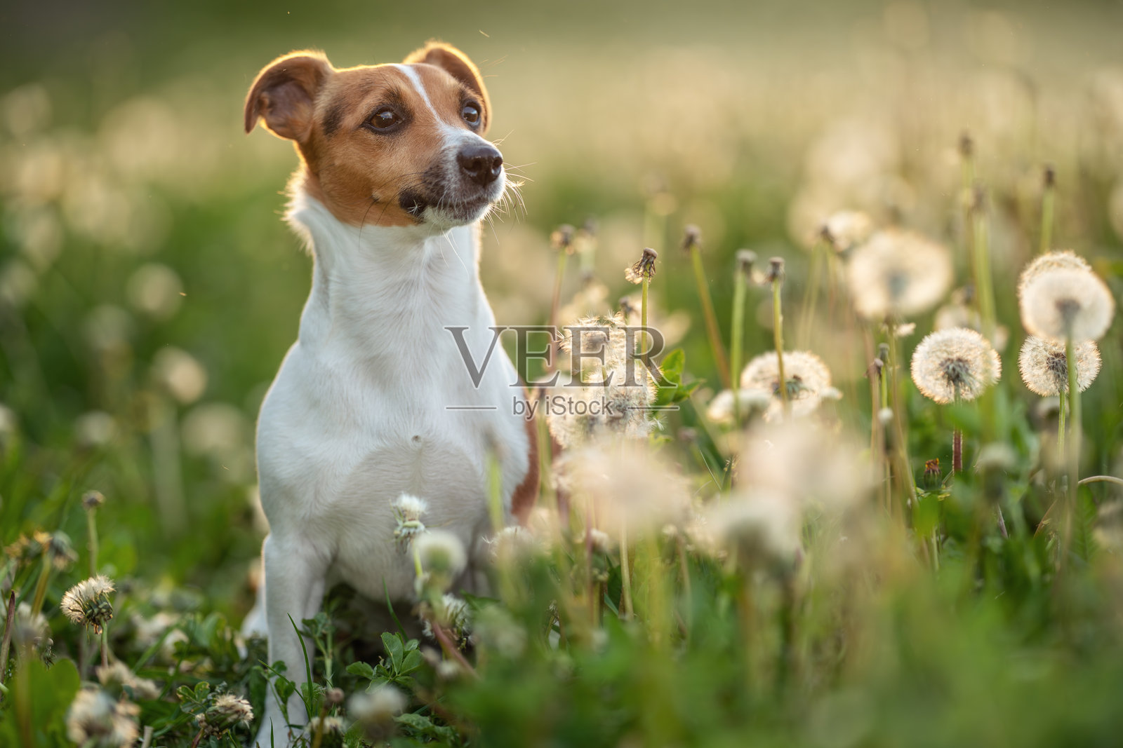 小杰克罗素梗坐在绿色草地上,周围有白色蒲公英花。照片摄影图片