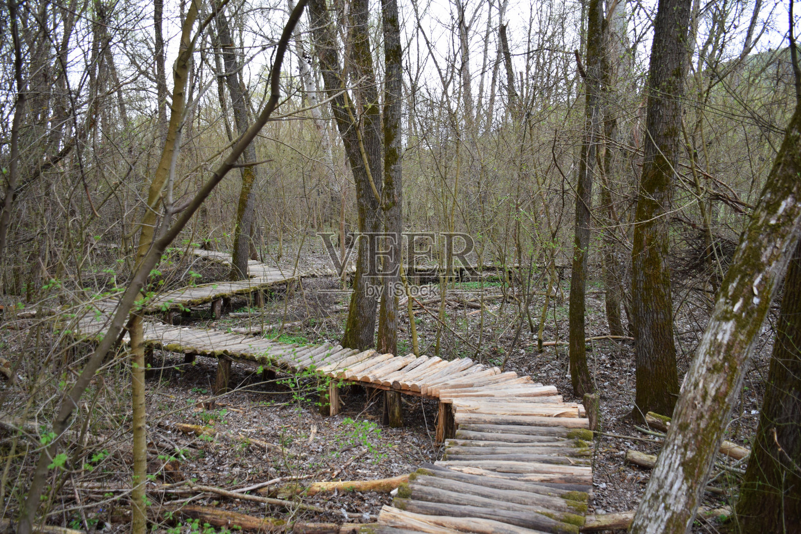 木头小径:穿越郁郁葱葱森林的乡村自然步道照片摄影图片