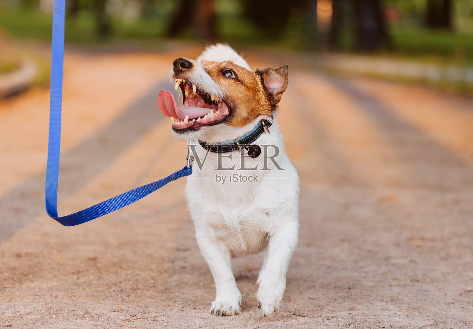 兴奋的杰克罗素梗狗在牵引绳上享受公园散步照片摄影图片