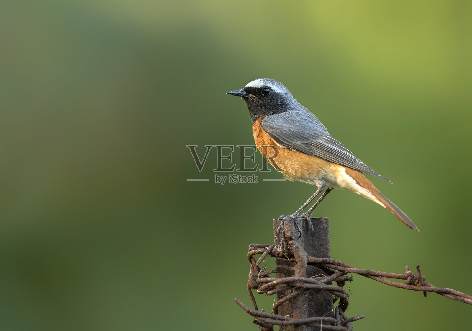 普通红尾鸲雄鸟 (Phoenicurus phoenicurus)照片摄影图片