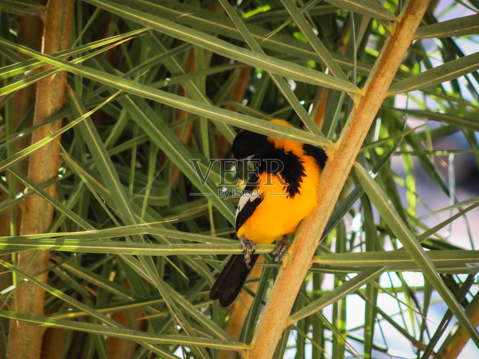 在棕榈树上打盹的委内瑞拉黄鹂鸟特写。照片摄影图片